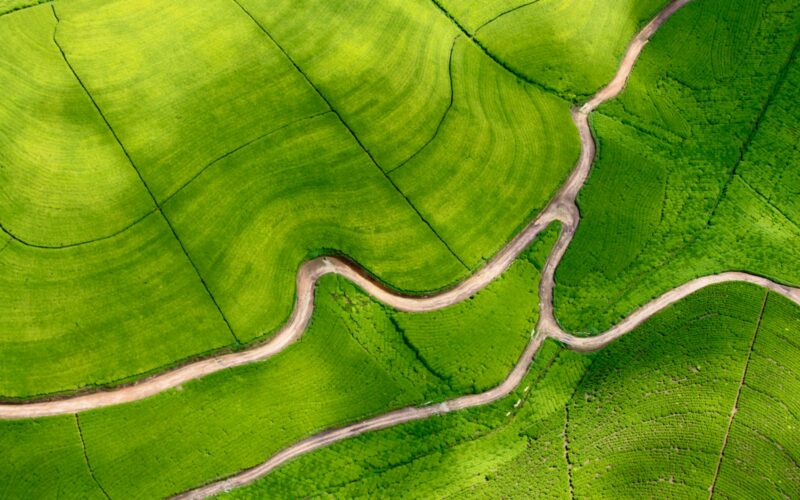 green and white leaf plant