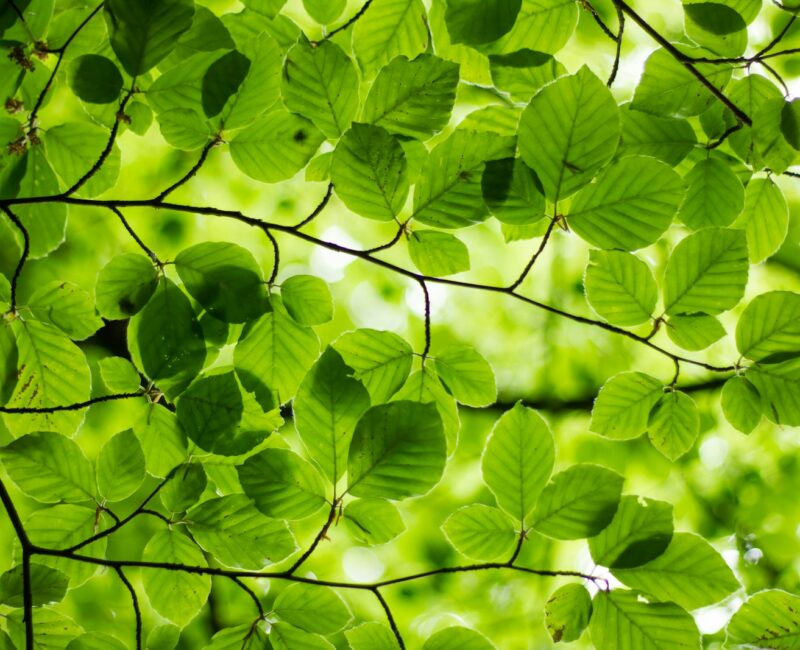 green leafed plant