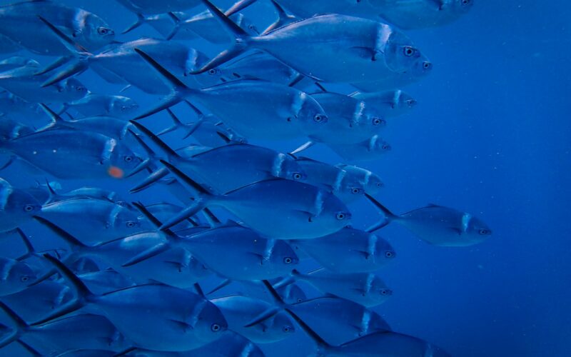school of grey fish