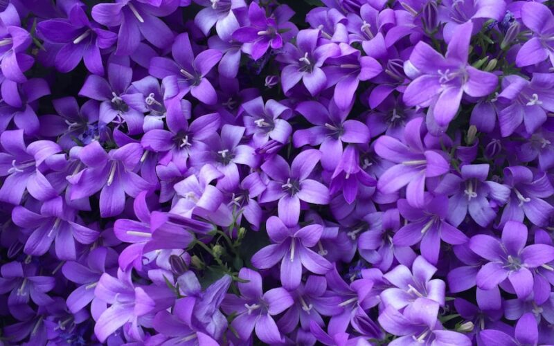 purple flowers with green leaves