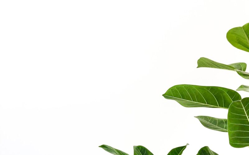 green leafed plant